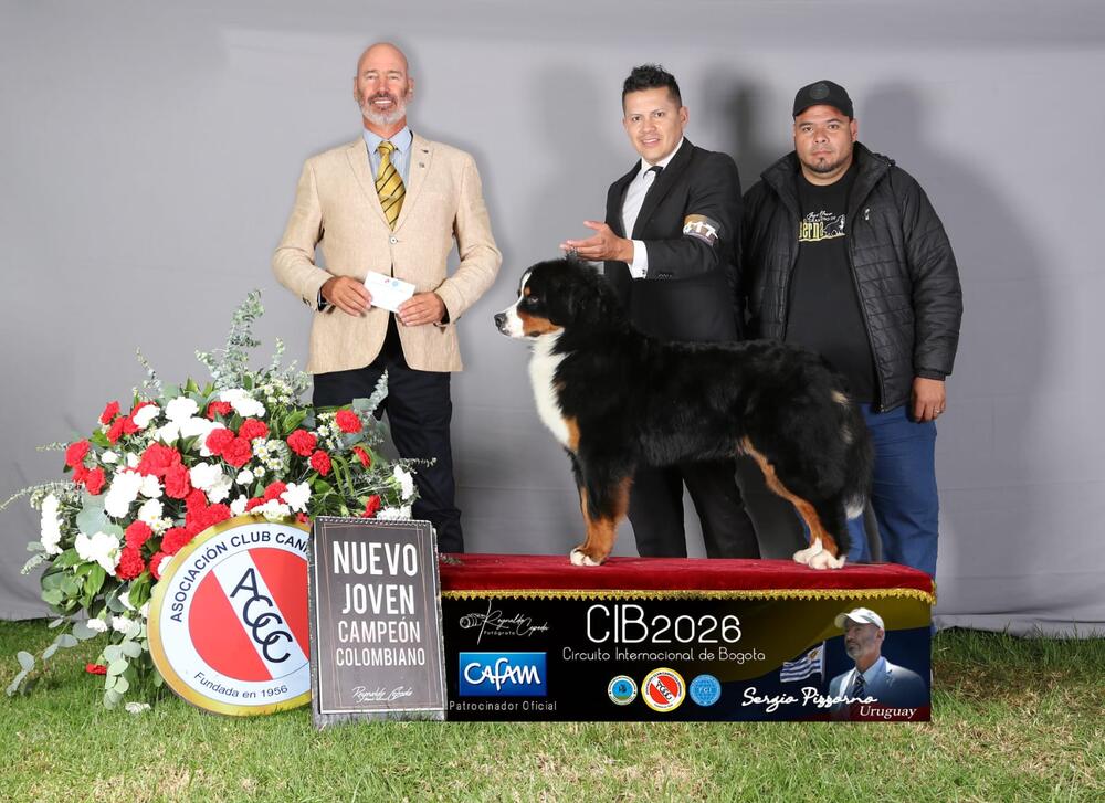 Chelsea The Littleben - Hembra Boyero de Berna, foto 1
