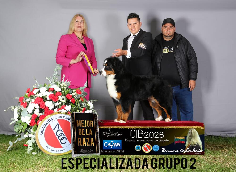 Chelsea The Littleben - Hembra Boyero de Berna, foto 2